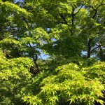 京都の春のお祭り